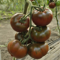 Томат Чорний кіт F1