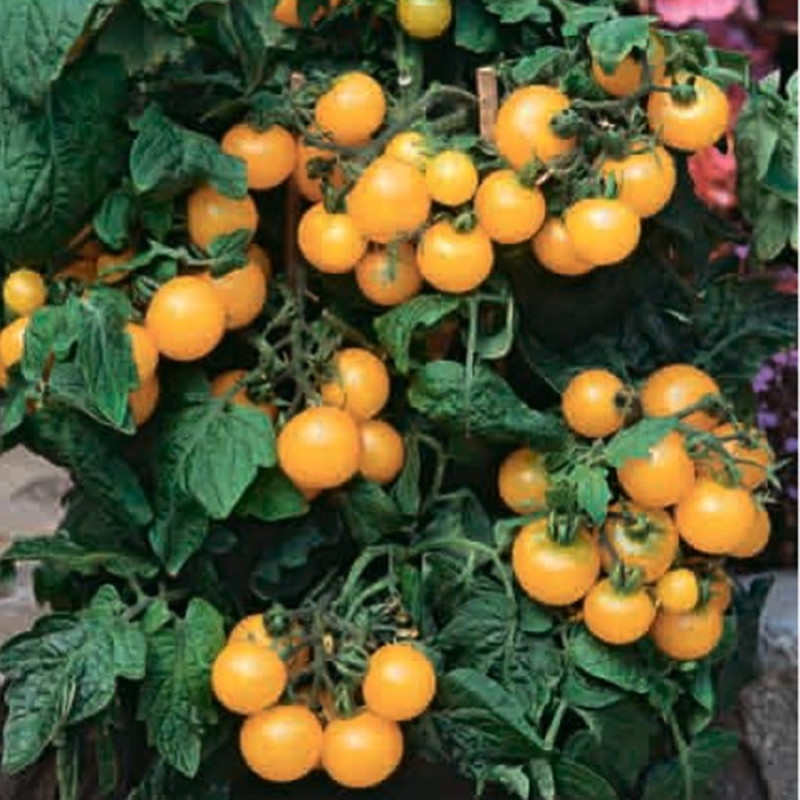 Томат Сильєгія Джала