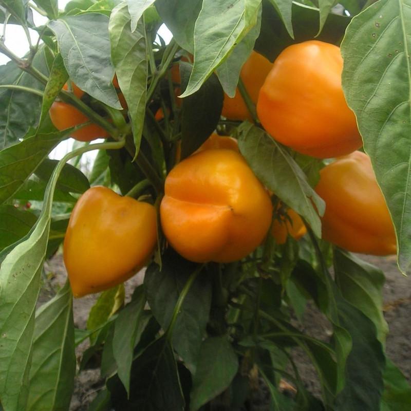 Sweet Pepper Golden Pheasant