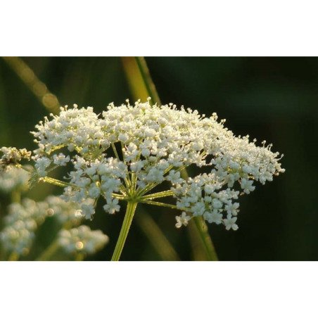 Anise, Aniseed