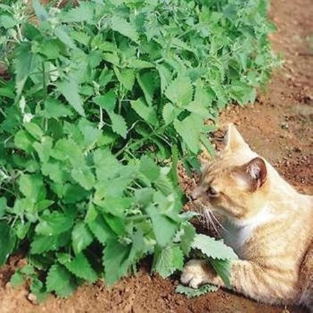 Catmint