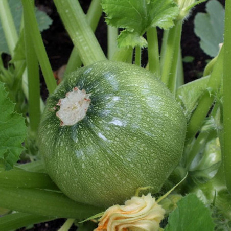 Squash - Zucchini Kolobok