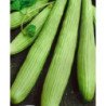 Armenian Cucumber