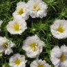 Moss-rose Double White