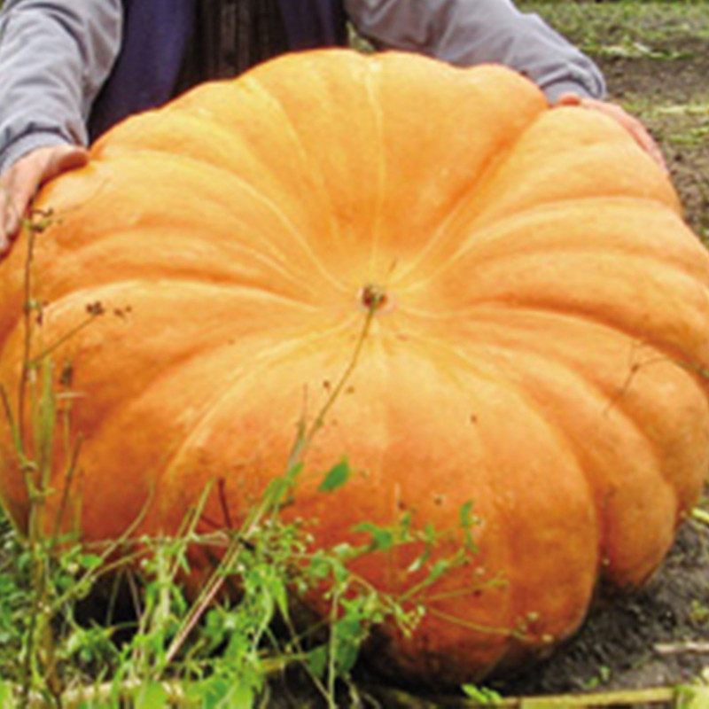 Гарбуз Титан