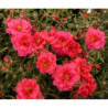 Moss-rose Makrova Red