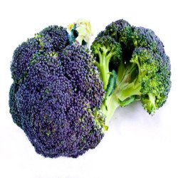 Broccoli Miranda