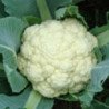 Cauliflower Beta