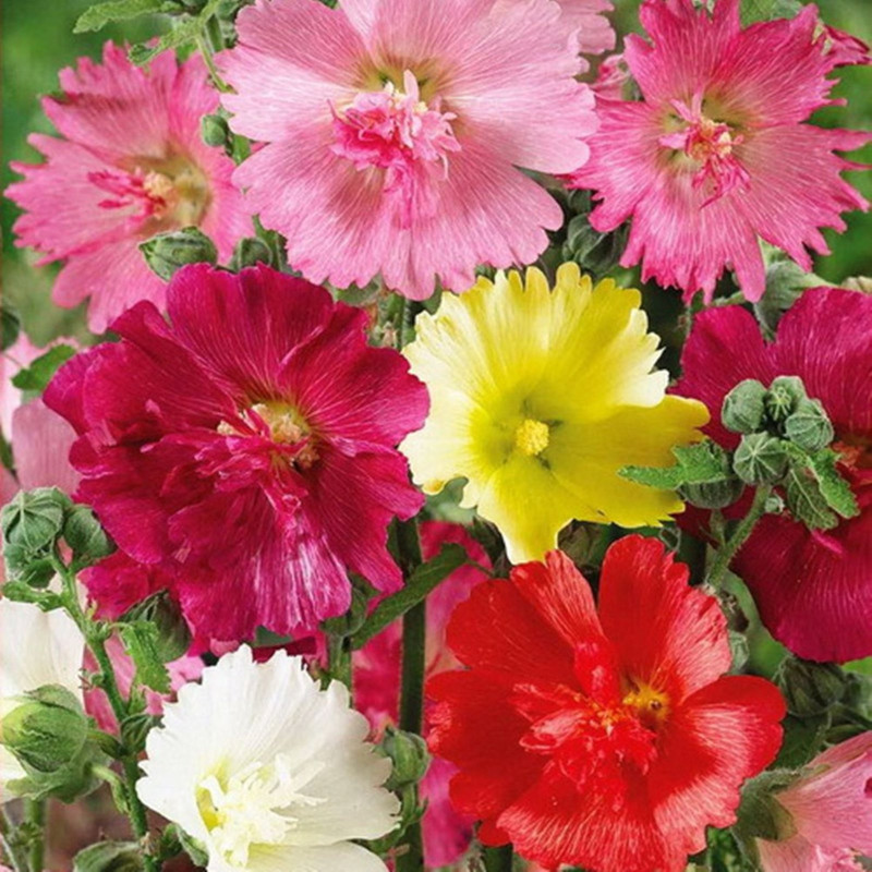 Hollyhock Double Major Mix