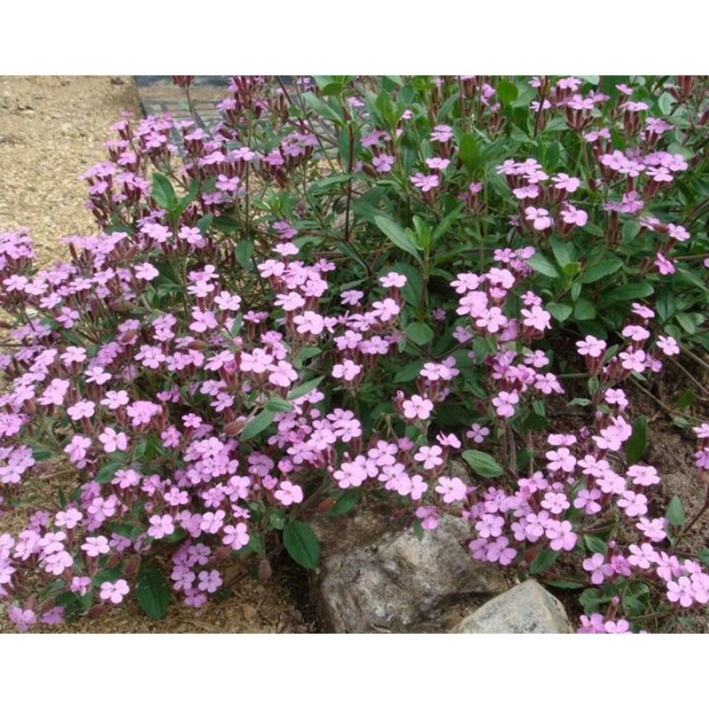 Rock Soapwort - Tumbling Ted