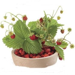 Alpine Strawberry Bowlenzauber