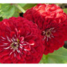 Dwarf Zinnia Red