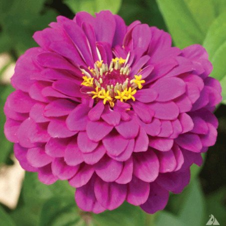 Zinnia Purple Queen