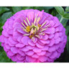 Zinnia Mechta