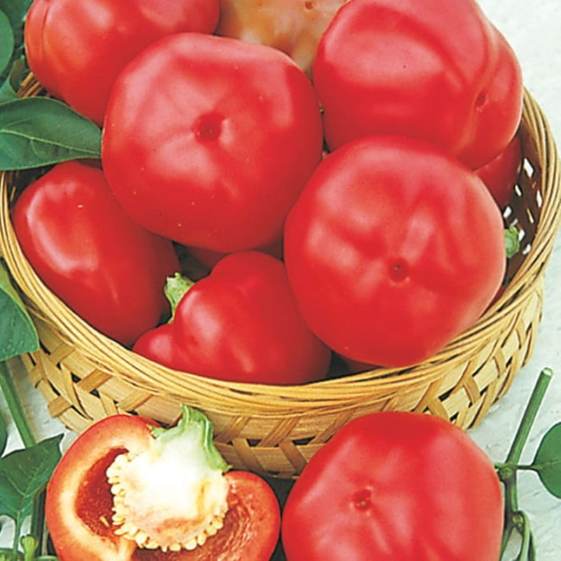 Перець Топ дівчинка