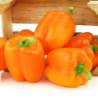 Перець солодкий Апельсинова Турецька Долма