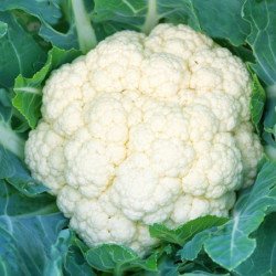 Cauliflower Pionier Des Nordes