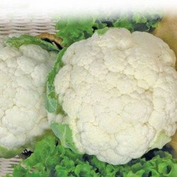 Cauliflower Pionier Des Nordes