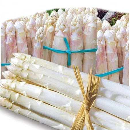Asparagus White Versailles