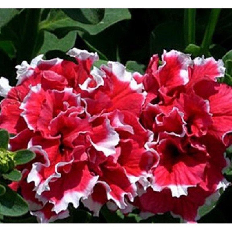 Petunia Double Piruet Red F1