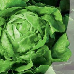 Butterhead Lettuce May Queen