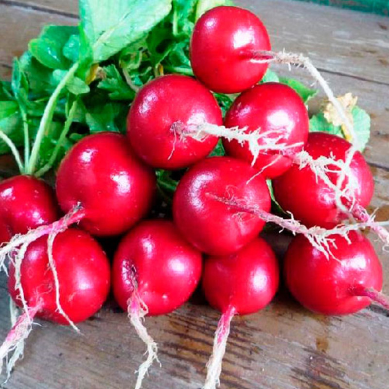 Редиска Холмс Роял