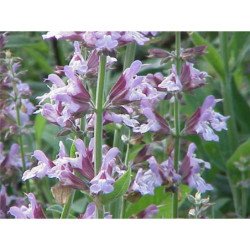 Clary Sage