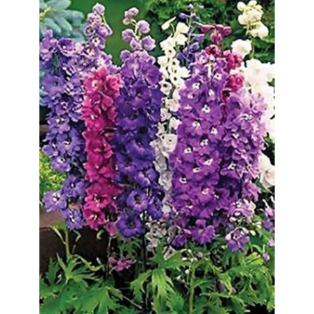 Larkspur Dwarf Mix