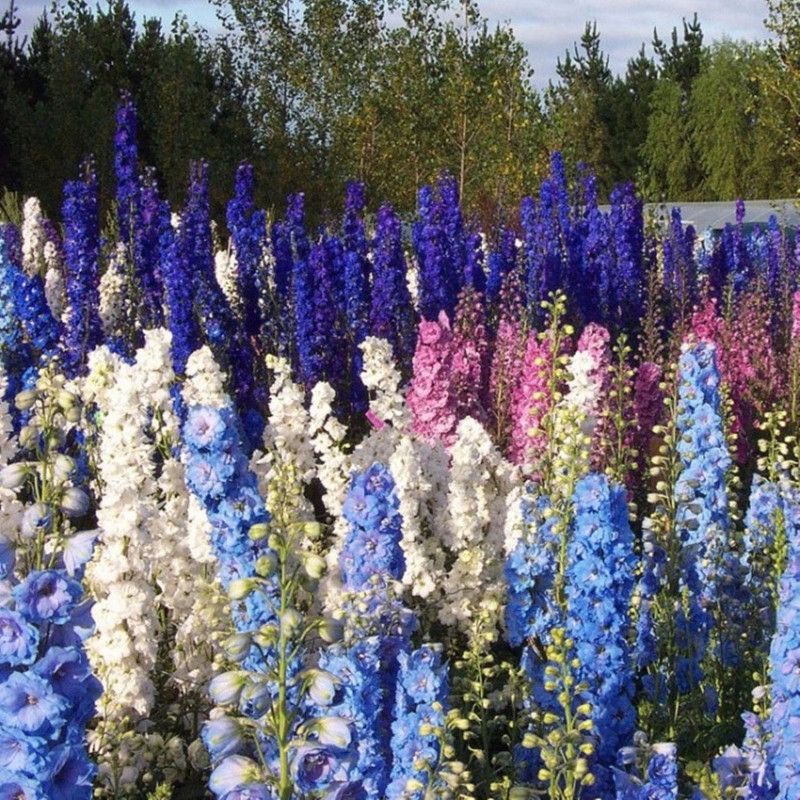 Larkspur Giant Mix