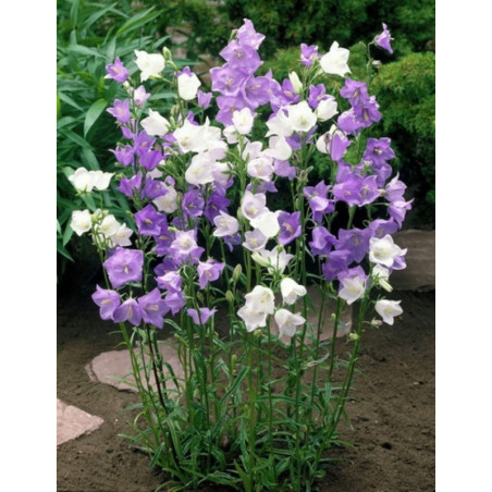 Peach-leaved Bellflower Mix