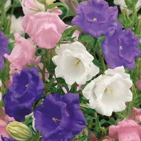 Canterbury Bells Double Mix