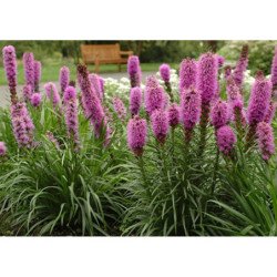 Dense Blazing Star Pink