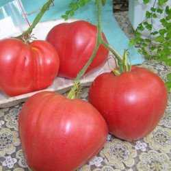 Tomato Sevruga