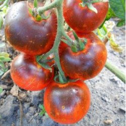 Tomato Red Charcoal
