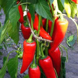 Chili Pepper Kharuz