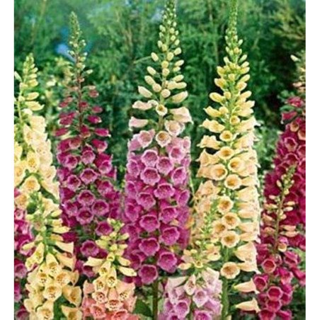 Foxglove Mix