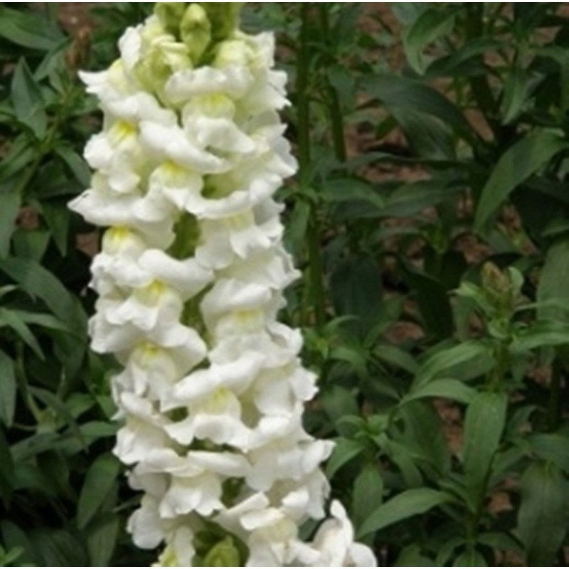 Snapdragon Snowy