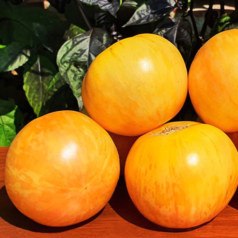 Томат Жовтий пухнастий кабан