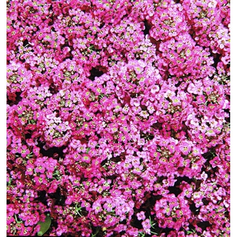 Sweet Alyssum Rozi O Dei