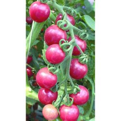 Tomato Cherry Rosa