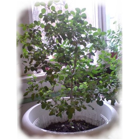 Tulsi Holy Basil