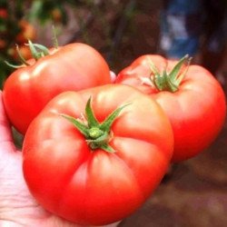 Tomato Brutus
