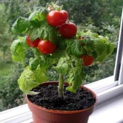 Dwarf Cherry Tomato Balcony Vilma