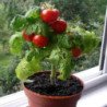 Dwarf Cherry Tomato Balcony Vilma