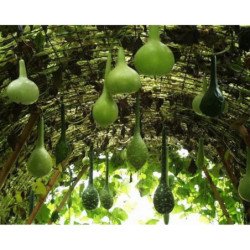 Calabash Bottle Gourds