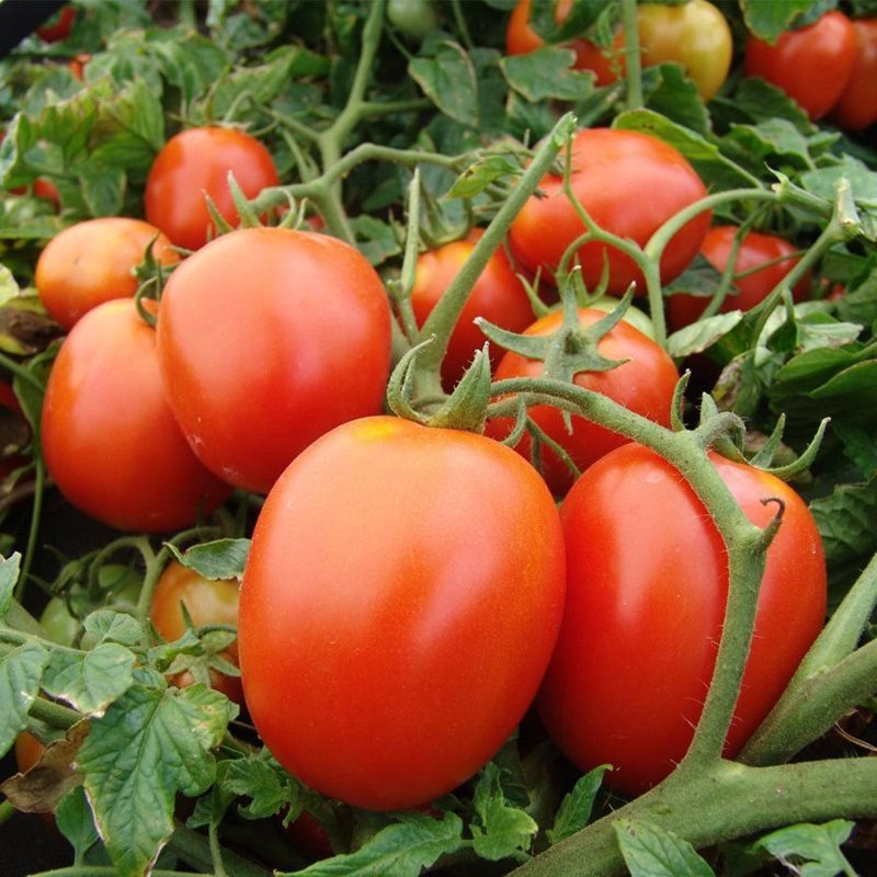 Tomato Galera