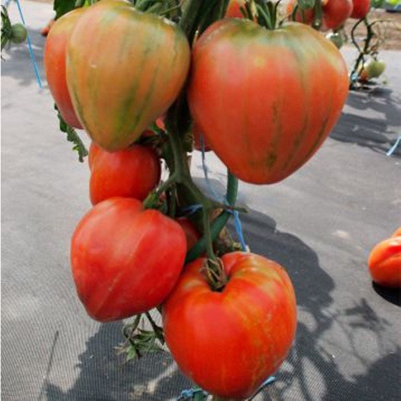 Tomato Herodes
