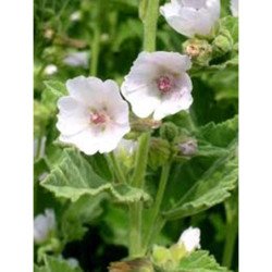 Marsh Mallow