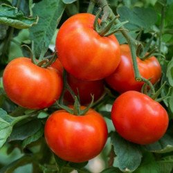 Tomato Dalimil