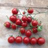 Cherry Tomato Idyll